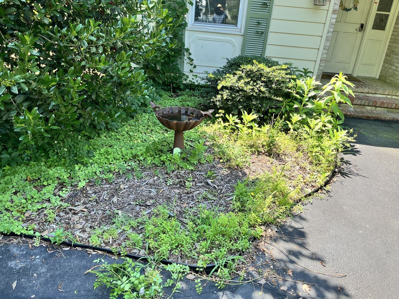 Before — weed-choked garden bed by the front entry