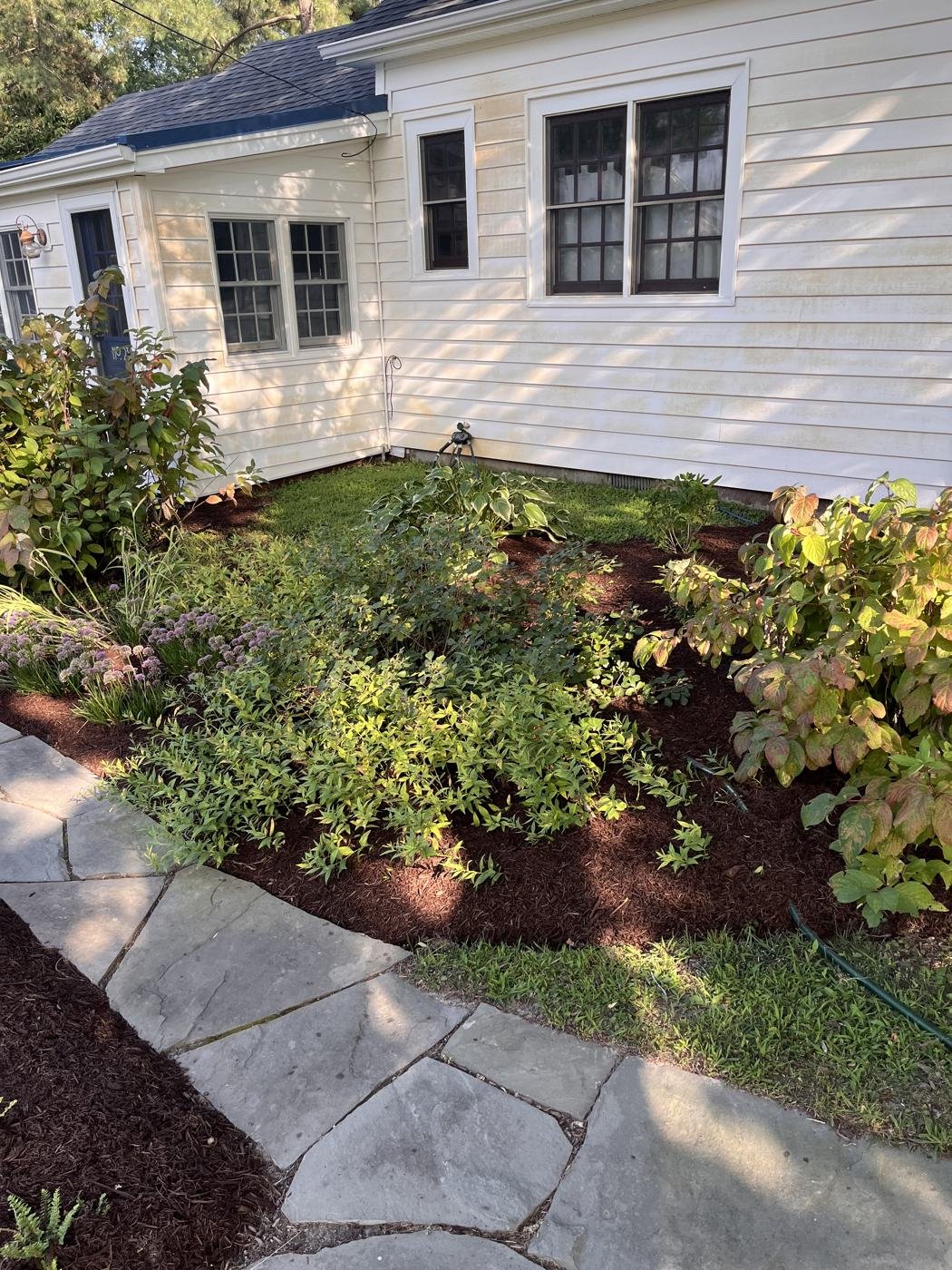 Garden bed along the house, weeded and mulched