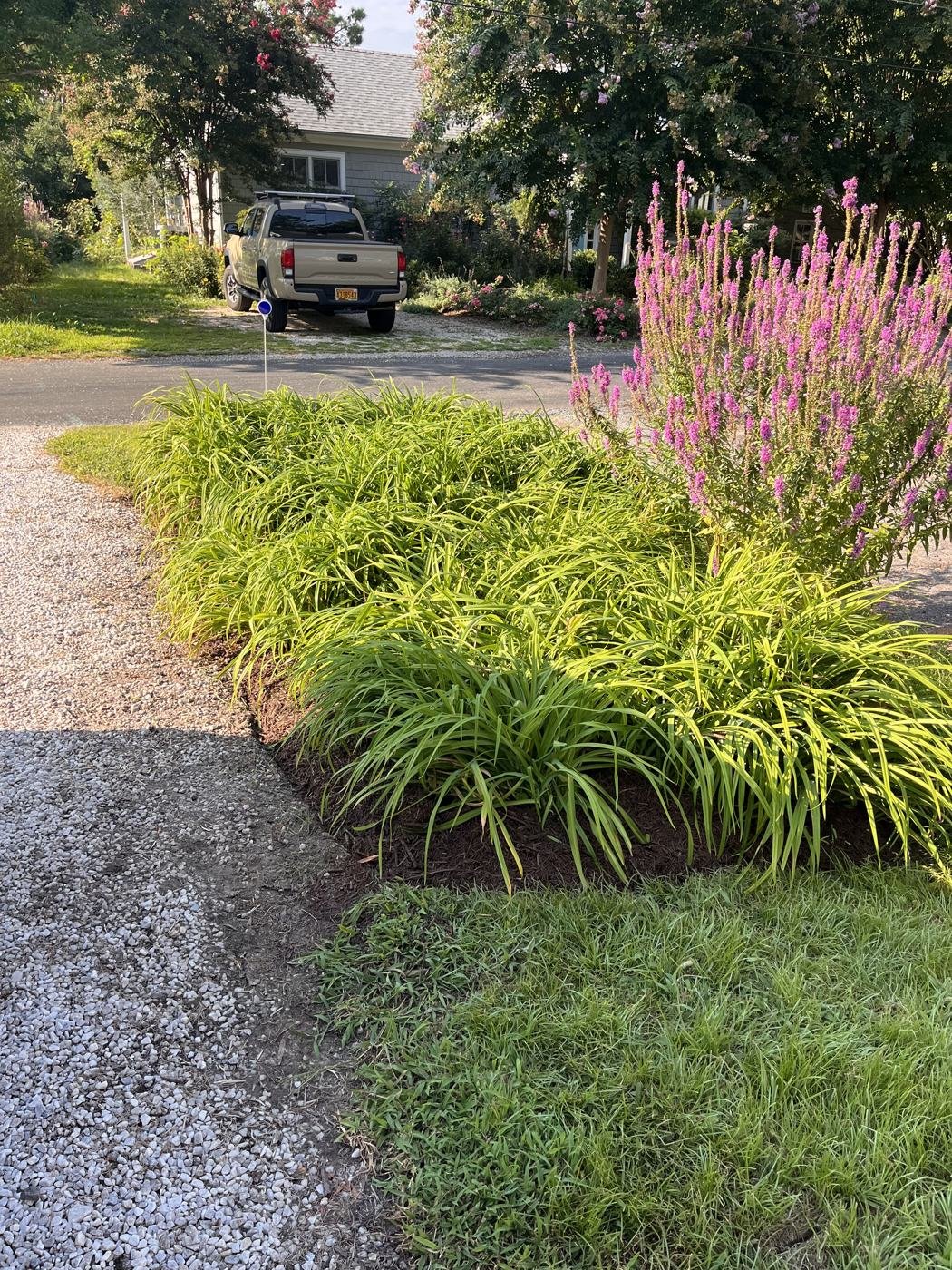 Ornamental grasses along the driveway after mulching
