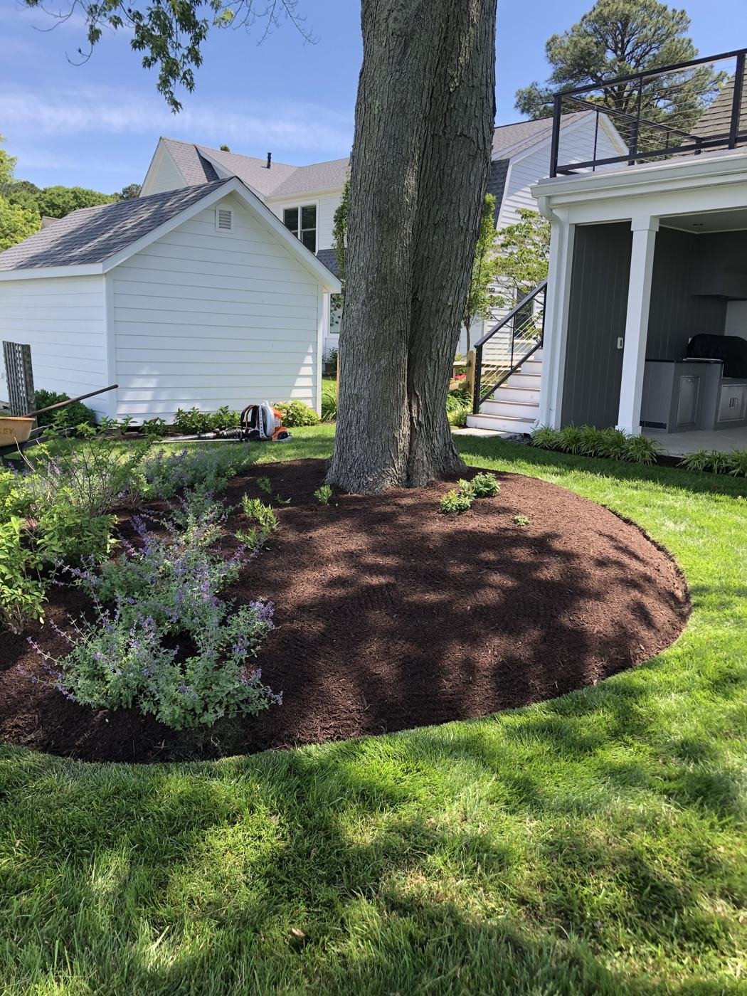 Weeded, edged, and mulched tree bed — Talbot County