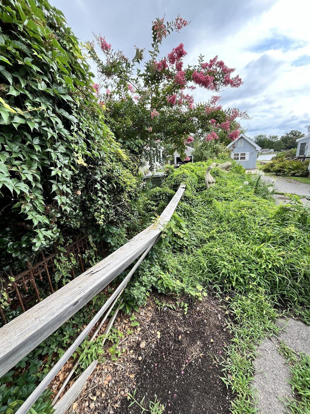 Before — weeds overtaking a fence line