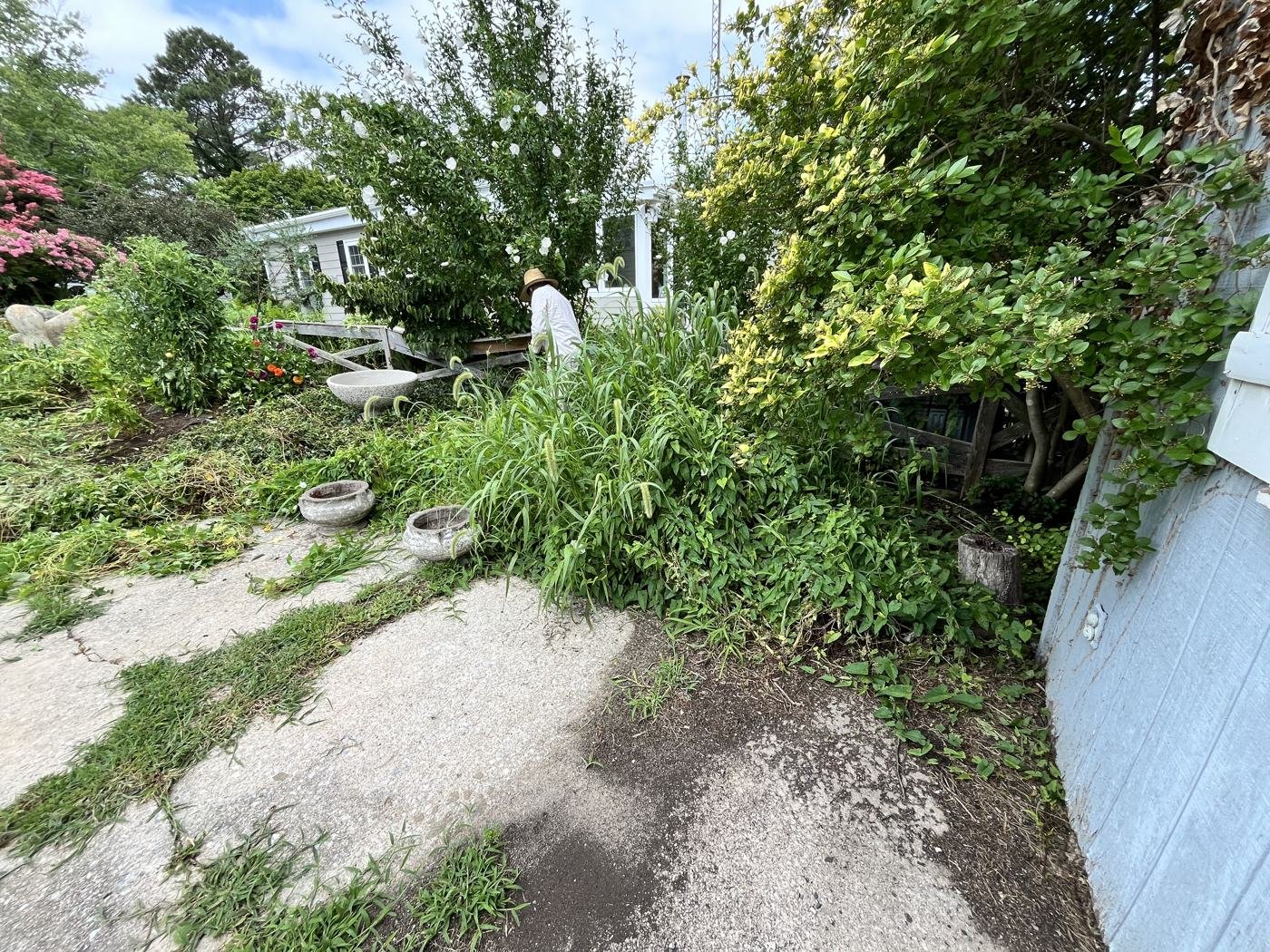 Before — overgrown side yard by the driveway