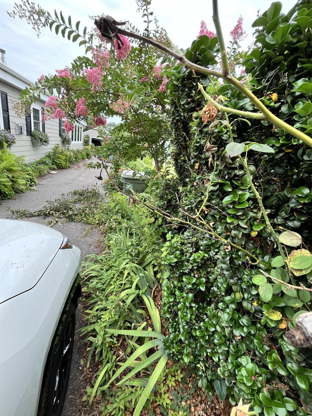 Before — overgrown bed along the driveway
