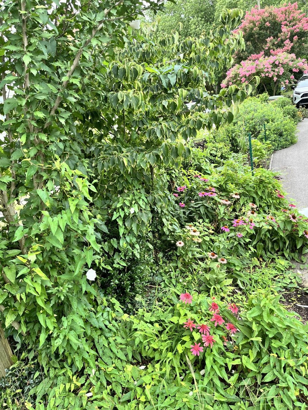 Before — weeds overtaking a flower bed
